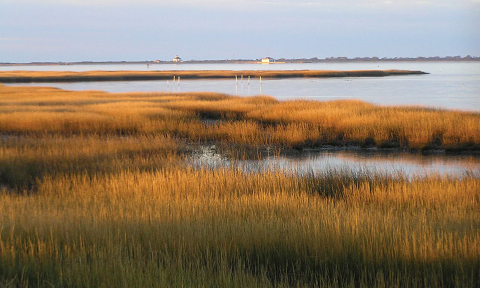 Salt-marsh-Toms-Cove-Virginia-Chincoteague-National.png